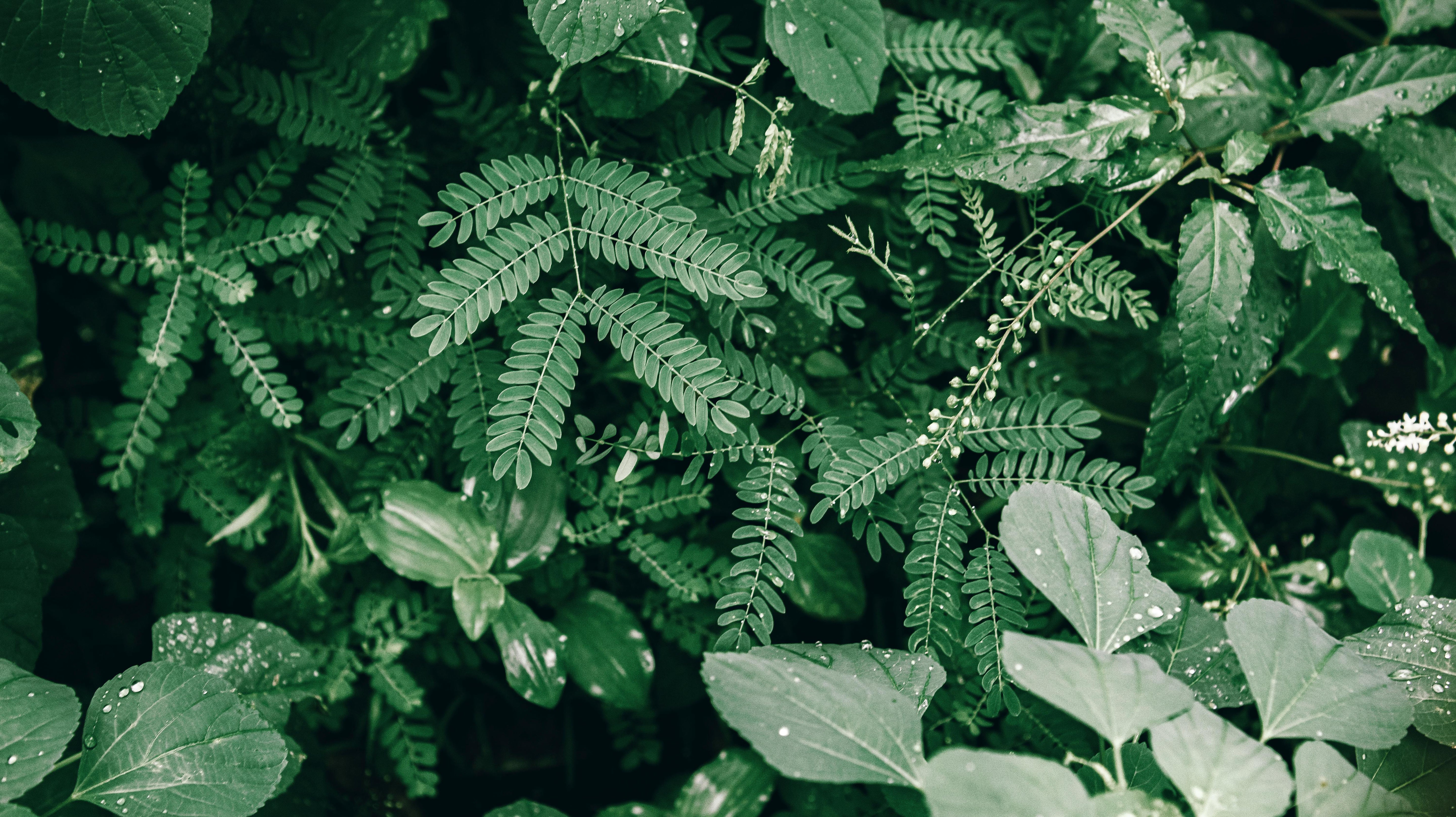 Vibrant green foliage with raindrops, showcasing lush natural growth in an outdoor setting.