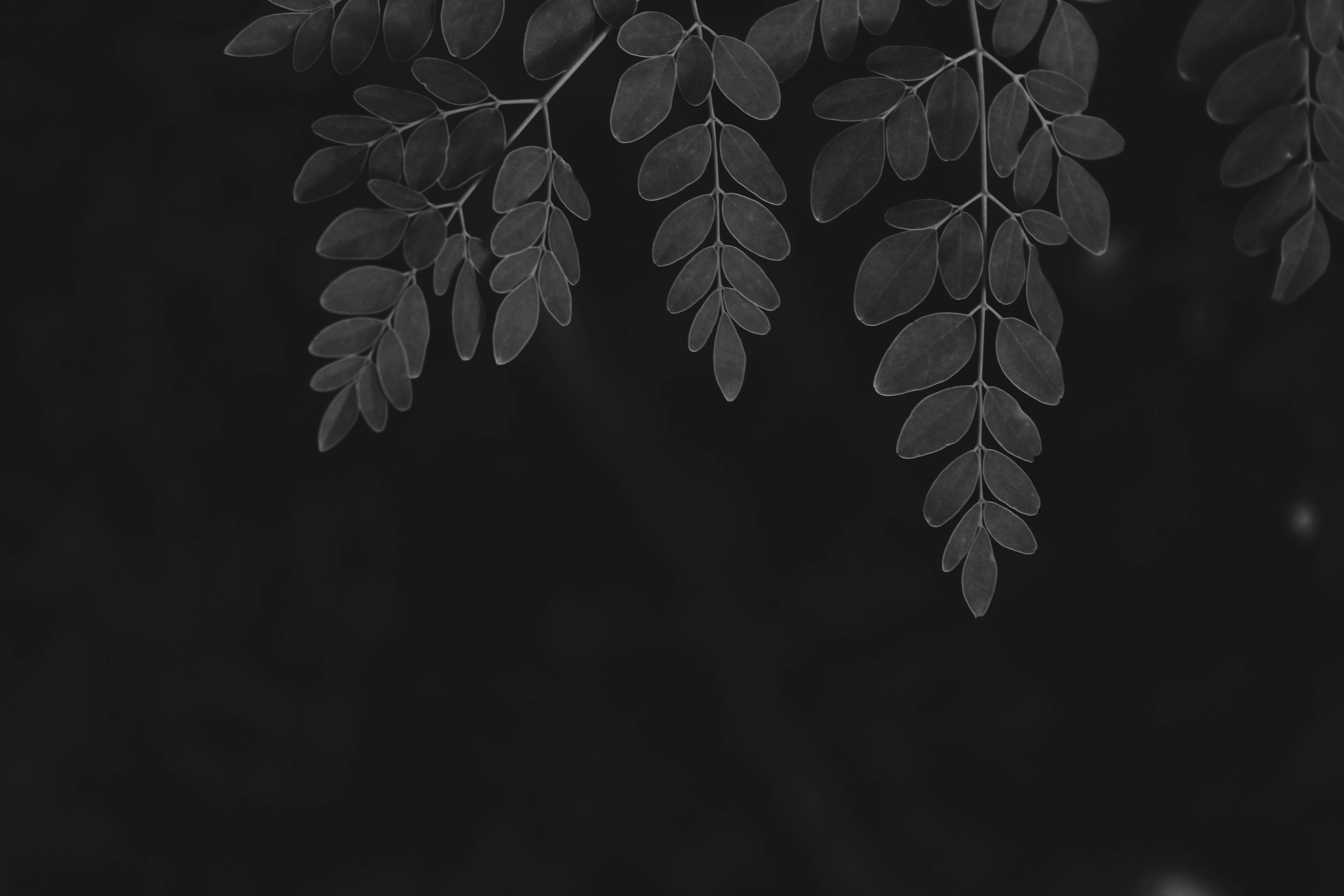 Moody grayscale image of moringa leaves on a dark background.
